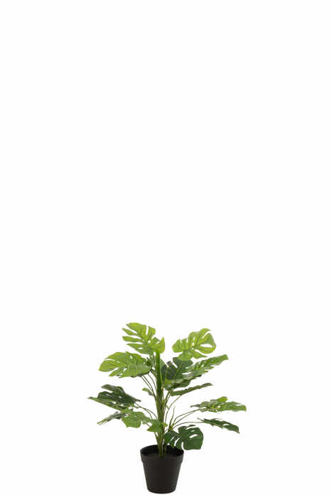Philodenfron, Plastic , Verde, 12.5x12.5x52 cm