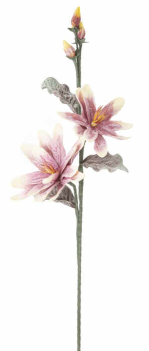 Magnolia x2 violet cm o 25x98