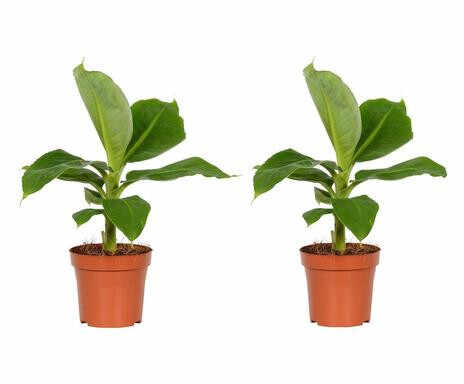 Set de 2 plante Perfect, maro/verde, 40 cm