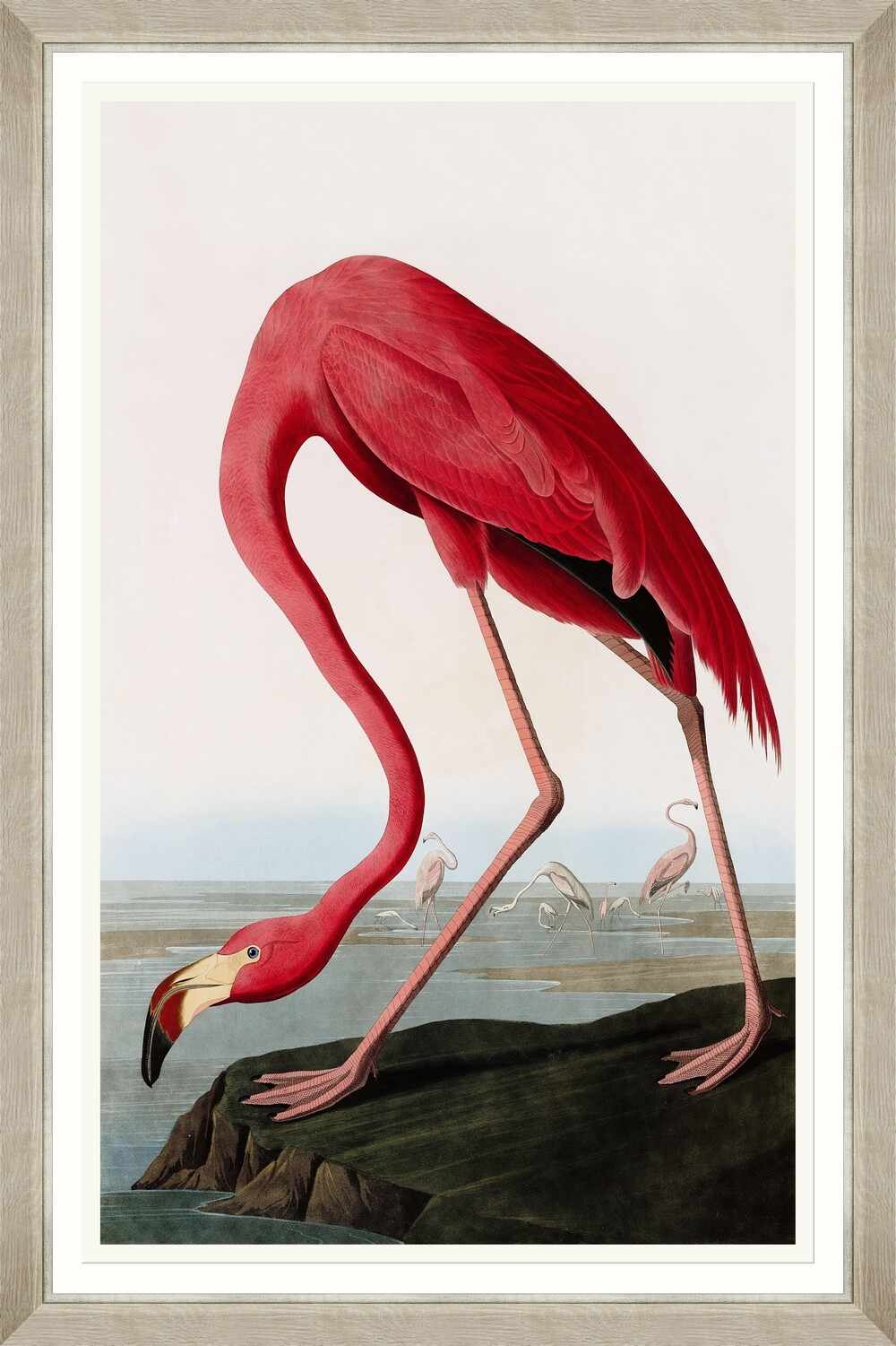 Tablou Framed Art American Flamingo By Audubon