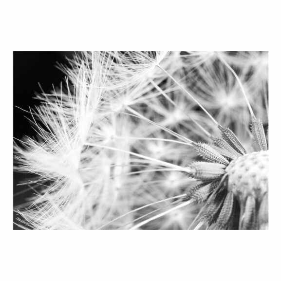 Fototapet Black And White Dandelion