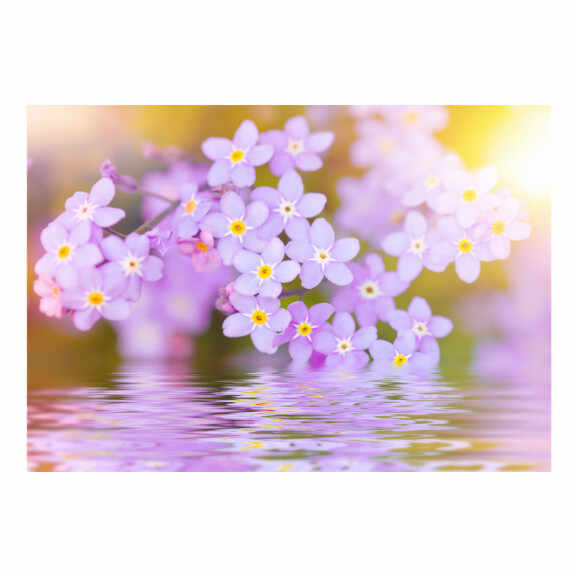 Fototapet Violet Petals In Bloom
