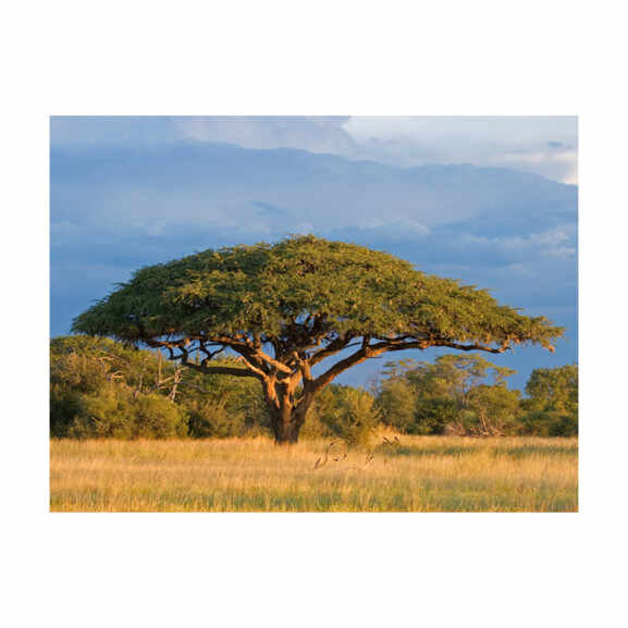 Fototapet African Acacia Tree, Hwange National Park, Zimbabwe