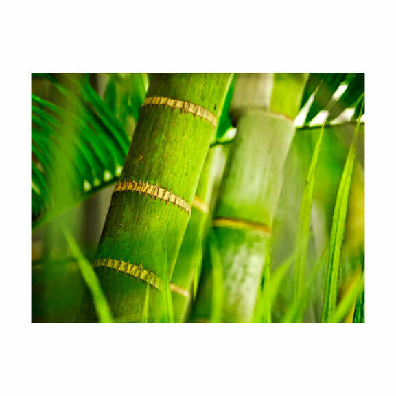 Fototapet Bamboo Detail