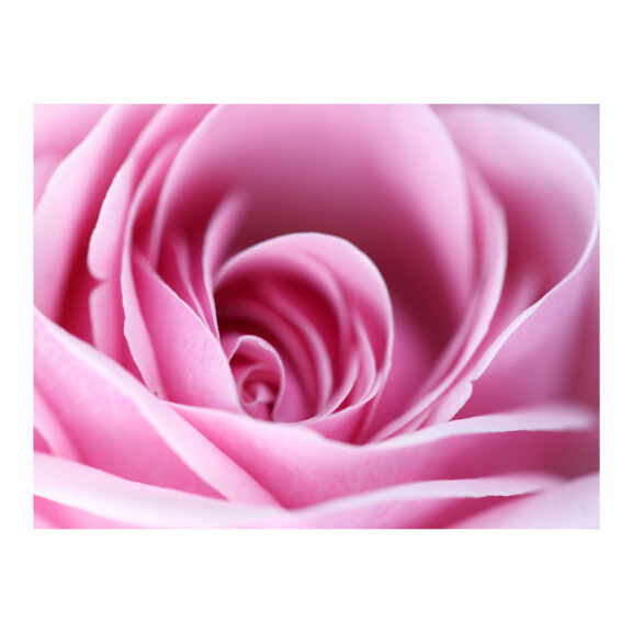 Fototapet Pink Rose