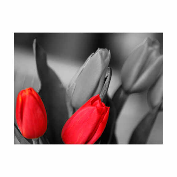 Fototapet Red Tulips On Black And White Background