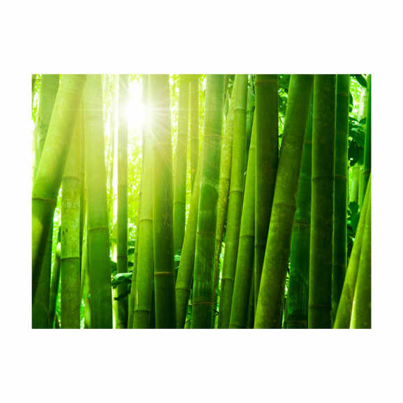 Fototapet Sun And Bamboo