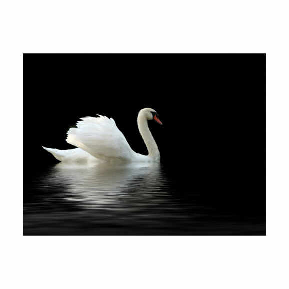 Fototapet Swan (Black And White)
