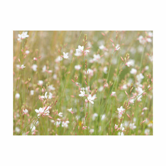 Fototapet White Delicate Flowers