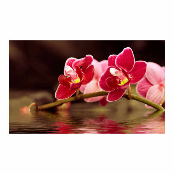 Fototapet Beautiful Orchid Flowers On The Water