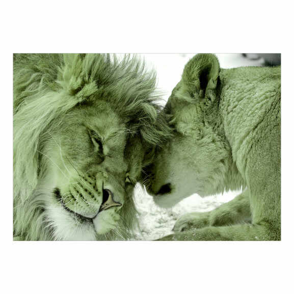 Fototapet autoadeziv Lion Tenderness (Green)