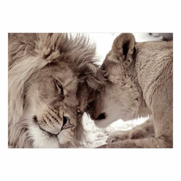Fototapet autoadeziv Lion Tenderness (Sepia)