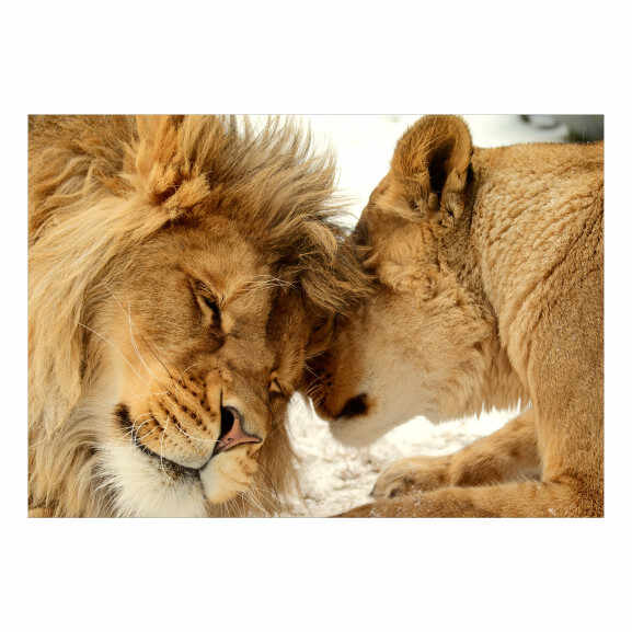 Fototapet Lion Tenderness