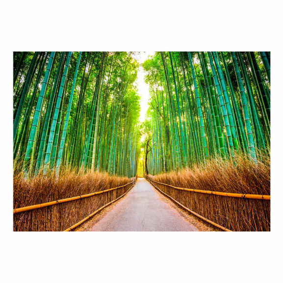Fototapet autoadeziv Bamboo Forest