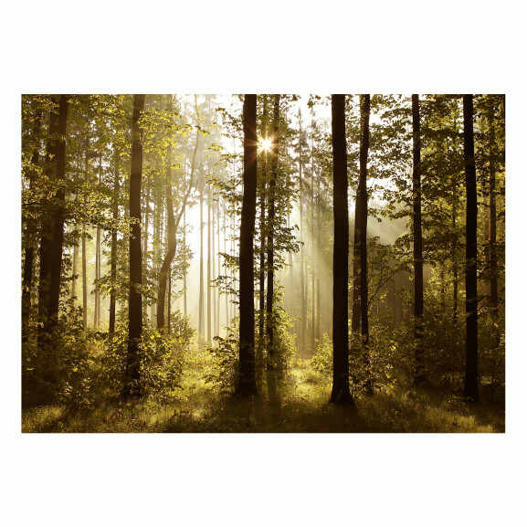 Fototapet autoadeziv Forest: Morning Sunlight